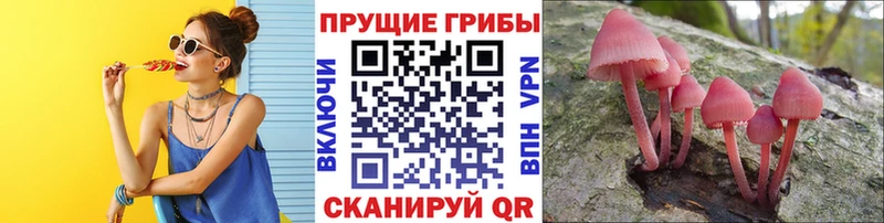ссылка на мегу зеркало  Курчалой  Псилоцибиновые грибы мухоморы 