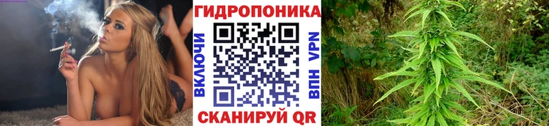Шишки марихуана MAZAR  как найти закладки  Курчалой 